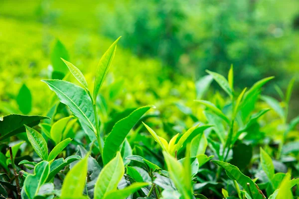 Green tea plantation — Stock Photo, Image