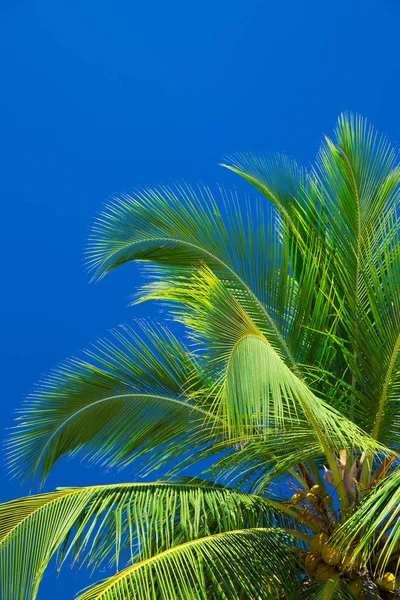 Mavi gökyüzüne karşı palmiye ağacı — Stok fotoğraf