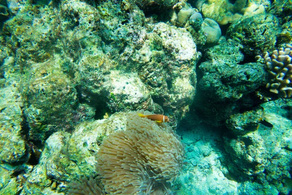 Underwater world landscape — Stock Photo, Image