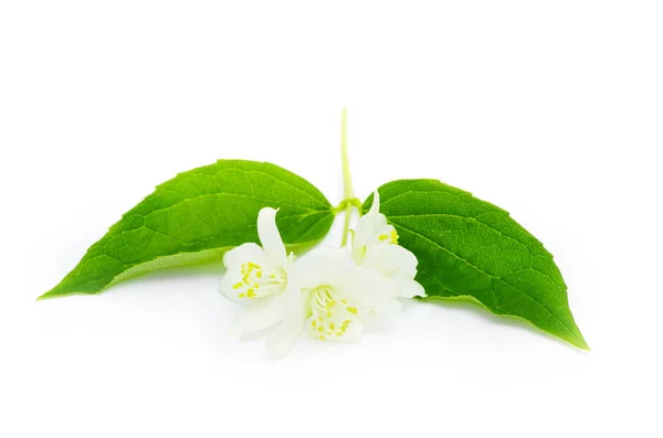 Beautiful flowers of jasmine — Stock Photo, Image