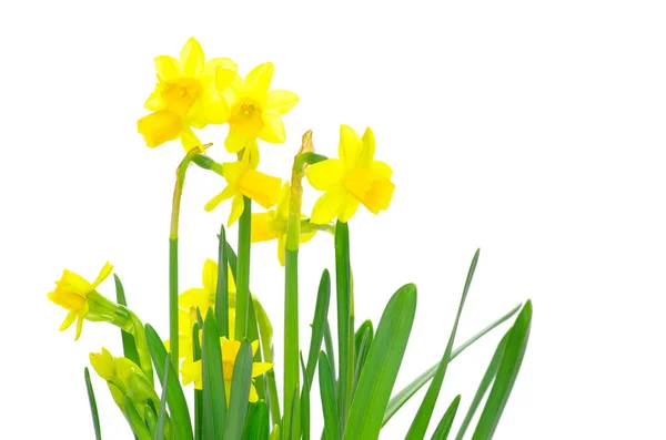 Fiori di narciso giallo — Foto Stock