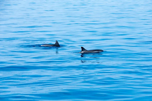 Όμορφα τα δελφίνια στο νερό — Φωτογραφία Αρχείου