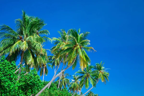 Palmeras contra el cielo azul — Foto de Stock