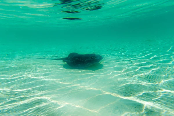 Underwater scene with stingray — Stock Photo, Image