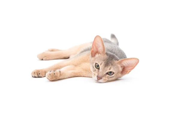 Güzel kısa tüylü kedi — Stok fotoğraf