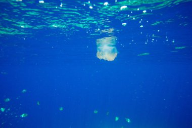 güzel denizanası suyun altında