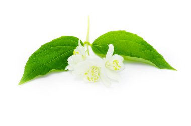 Yasemin güzel çiçekler