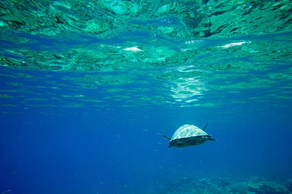 Zeeschildpad zwemmen onder water — Stockfoto