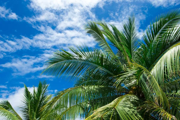 Palmeras contra el cielo — Foto de Stock