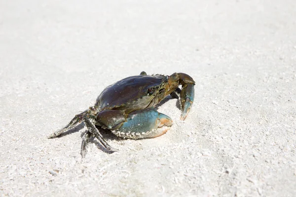 Söt liten krabba på stranden — Stockfoto