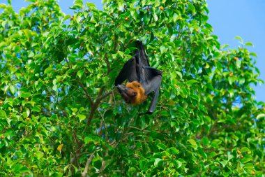 Ağaç dalı üzerinde asılı yarasa