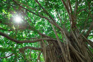 Yeşil ağaç dalları ve yaprakları