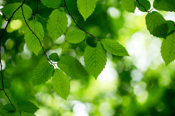 Folhas verdes fundo — Fotografia de Stock