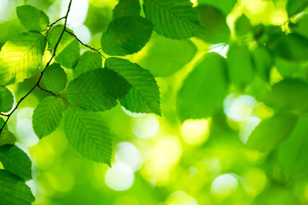 Groene bladeren achtergrond — Stockfoto