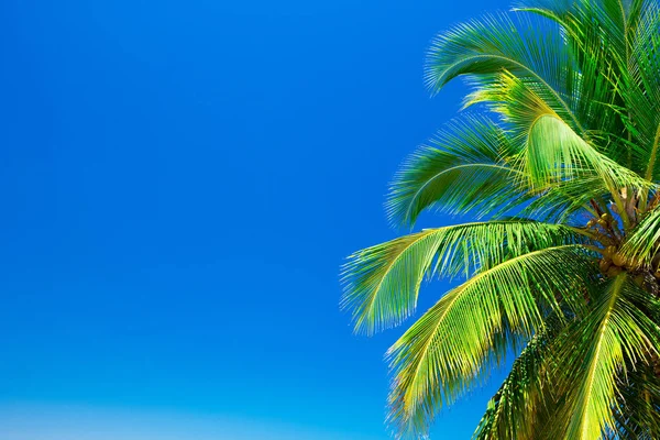 Palm tree against blue sky — Stock Photo, Image