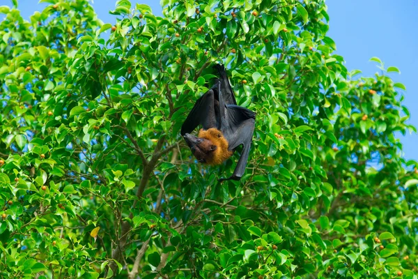 Murciélago colgando en rama de árbol — Foto de Stock