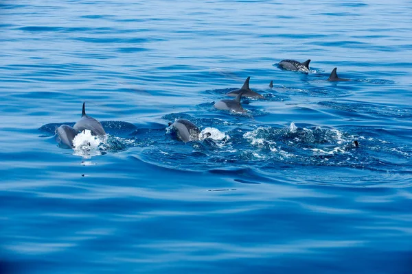 Dolphins shoal in water — Stock Photo, Image