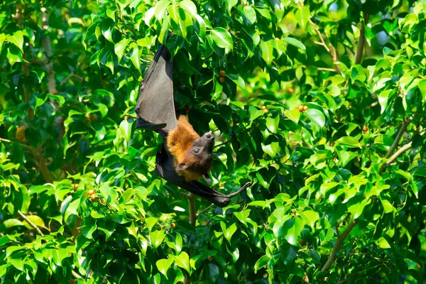 Murciélago colgando en rama de árbol —  Fotos de Stock
