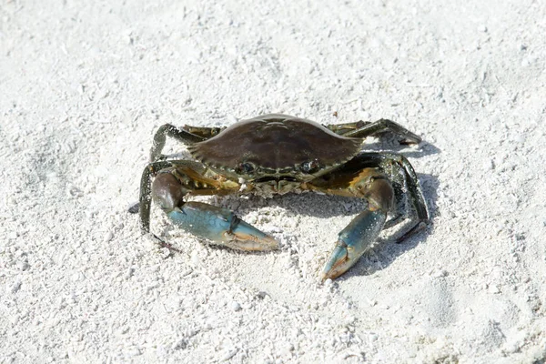 Crab sitting on beach — Stock Photo, Image