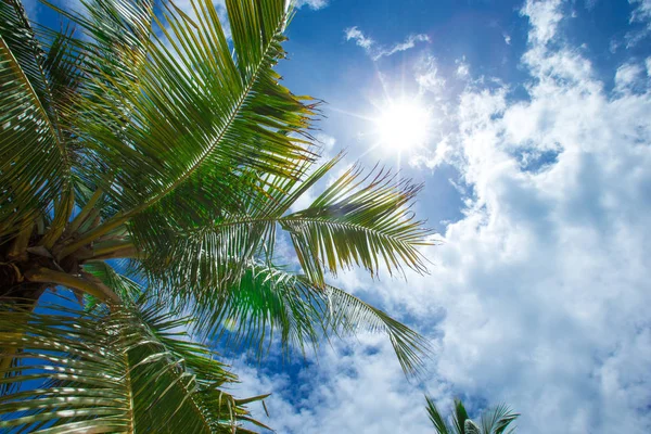 Palmboom en bewolkte hemel — Stockfoto