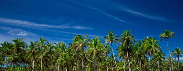 Palmen und blauer Himmel — Stockfoto
