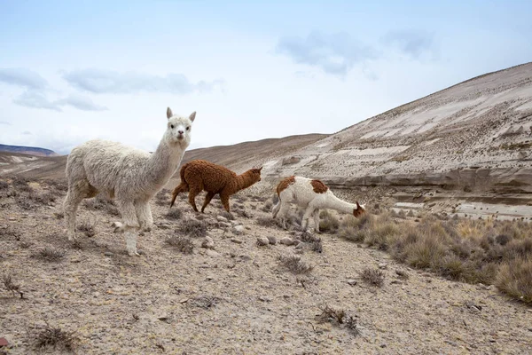 Drie lama's in de Andes — Stockfoto