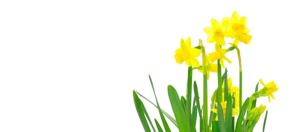 Narcissuses op wit — Stockfoto