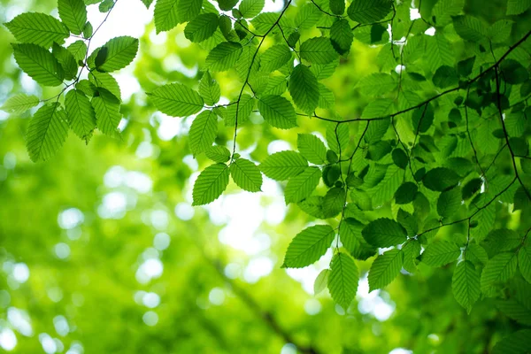 Hojas verdes fondo —  Fotos de Stock