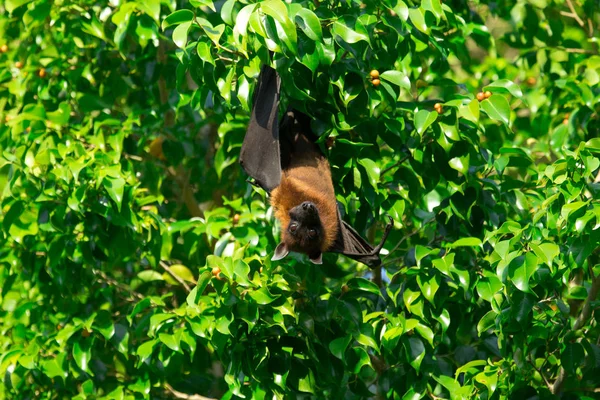 Murciélago colgando en rama de árbol —  Fotos de Stock