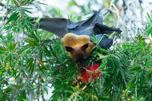 Murciélago colgando en rama de árbol —  Fotos de Stock