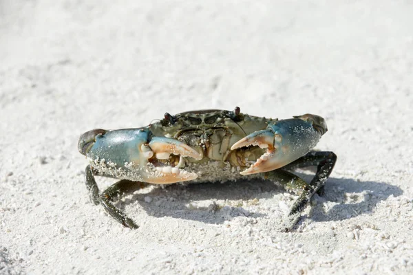 Sedící krab na pláži — Stock fotografie