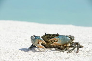 sahilde oturup Yengeç