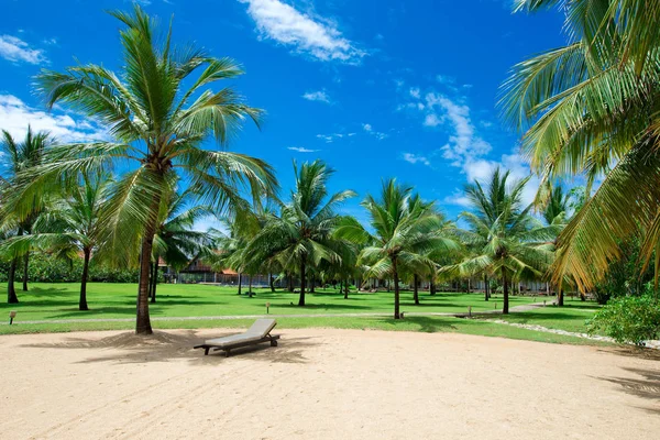 plaj tropikal deniz kenarında