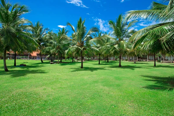Palmbomen in de buurt van dorp — Stockfoto