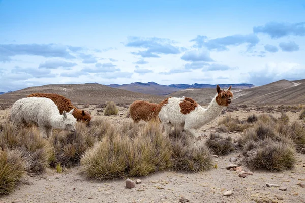 Quatre lamas pâturant dans les Andes — Photo