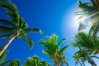 Hindistan cevizi palmiyeleri