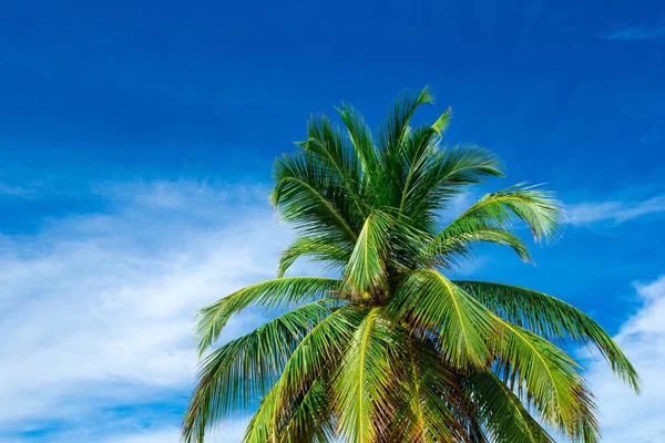 Coconut palm trees, beautiful tropical background — Stock Photo, Image