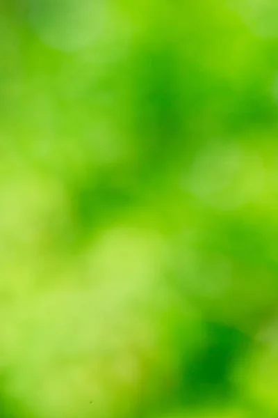 Grüner verschwommener Hintergrund — Stockfoto