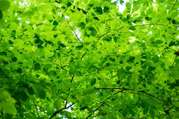 Zelené listy pozadí — Stock fotografie