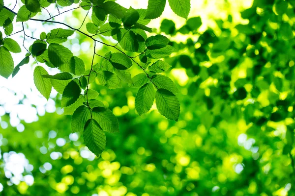 Grüne Blätter Hintergrund — Stockfoto