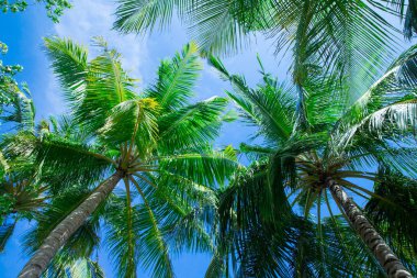 Hindistan cevizi palmiyeleri