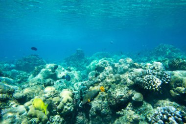 güzel bir sualtı sahne