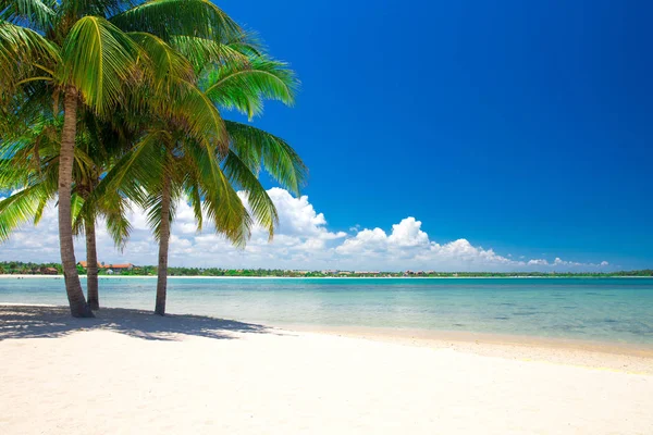 plaj ve tropikal deniz