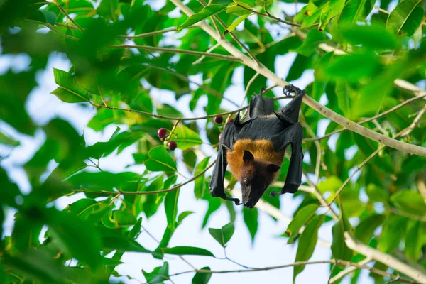 Летучая мышь висит на ветке дерева — стоковое фото