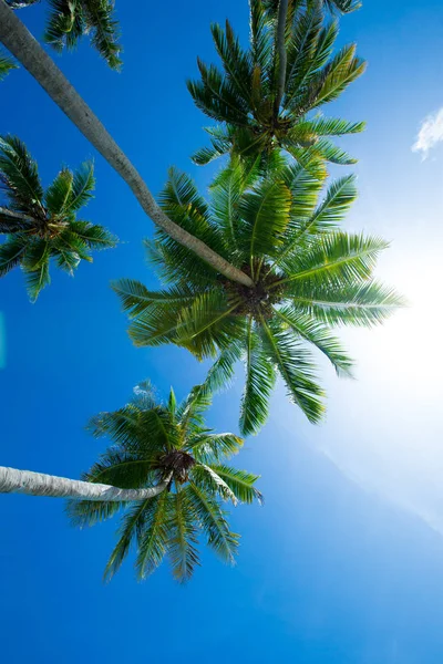 Gökyüzü palmiye ağaçlarının