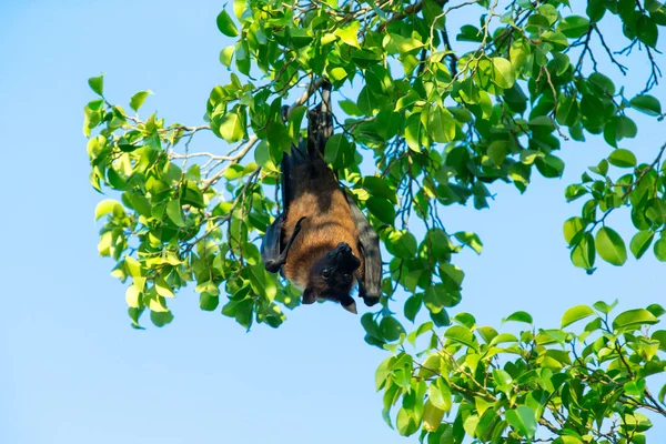 Murciélago colgando de una rama de árbol —  Fotos de Stock