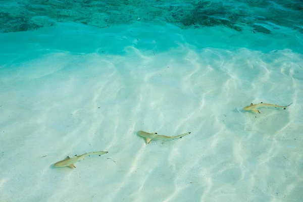 Tiburón arrecife nadando en aguas cristalinas — Foto de Stock