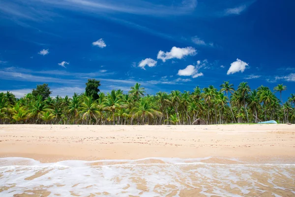 plaj ve tropikal deniz