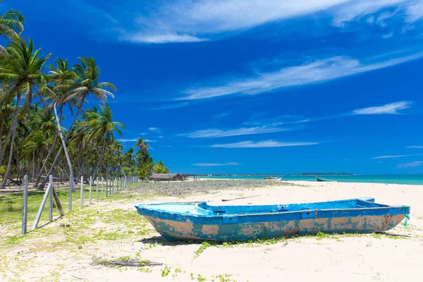 plaj ve tropikal deniz