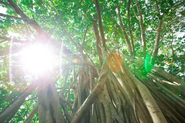 Yeşil ağaç dalları ile — Stok fotoğraf